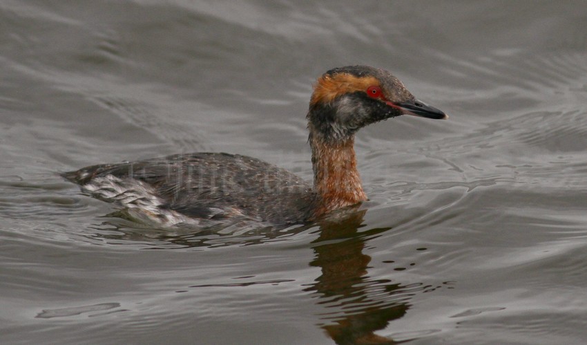 Horned Grebe at Lakeshore State Park