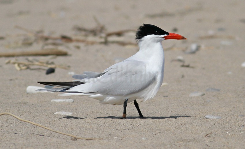 Caspian Tern