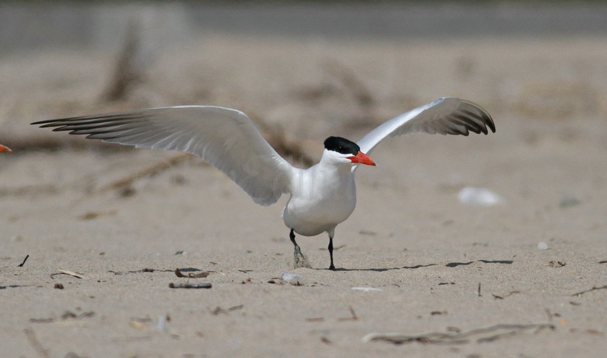 Caspian Tern