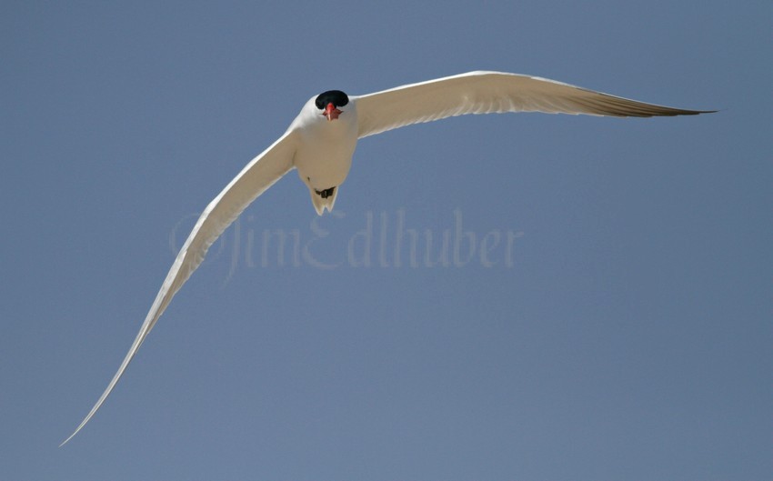 Caspian Tern