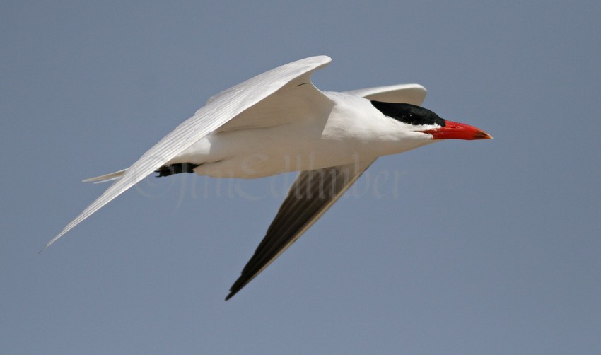 Caspian Tern