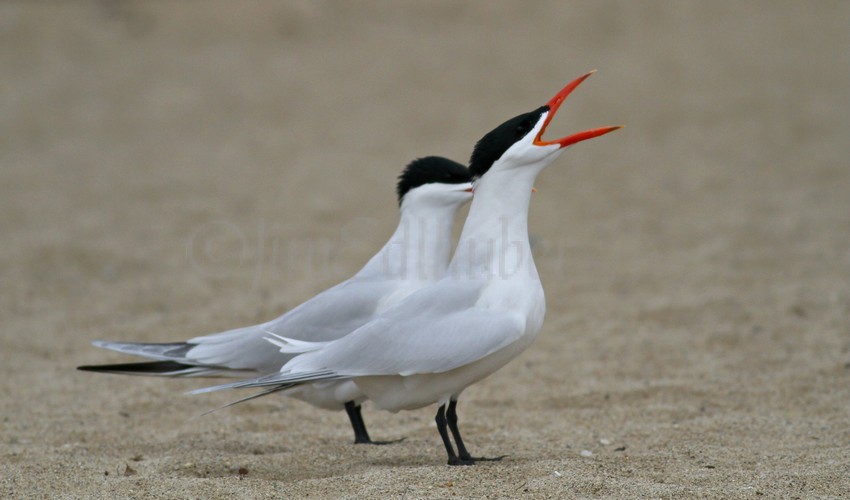 Caspian Terns at McKinley Marina