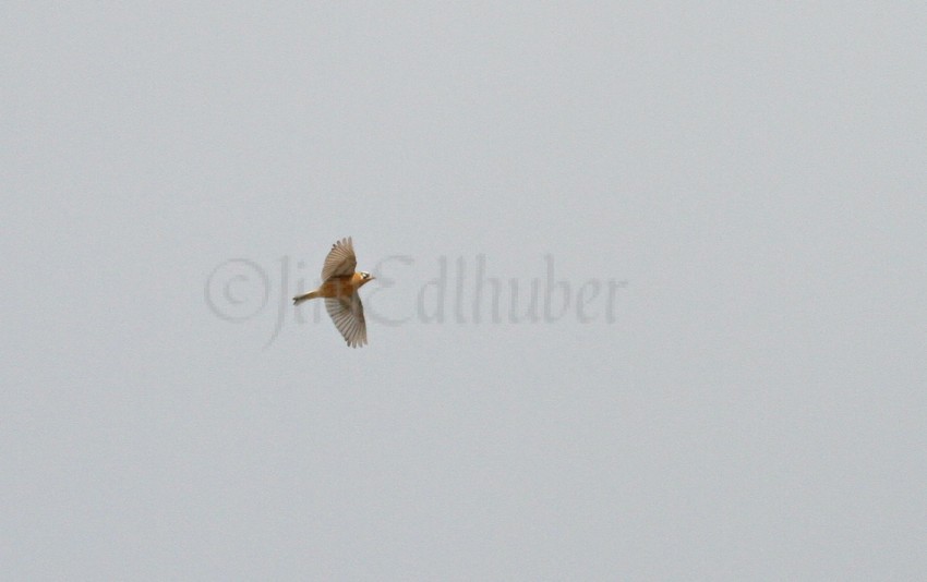 Smith's Longspur, male in a fly by