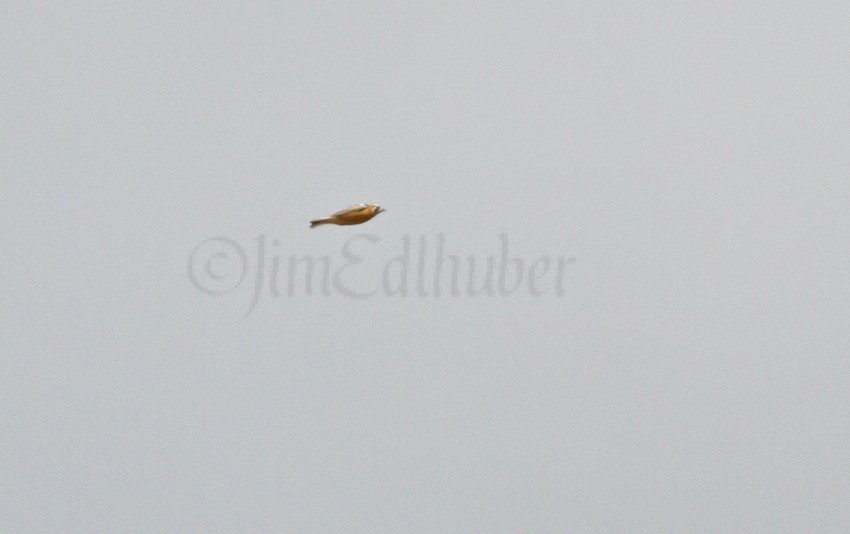 Smith's Longspur, male in a fly by