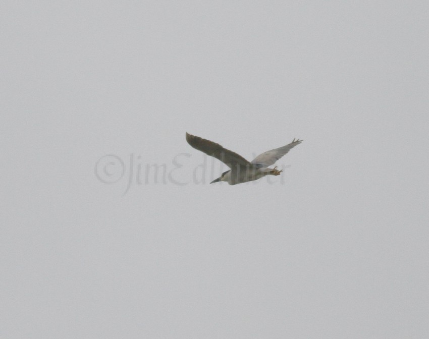 Black-crowned Night-Heron