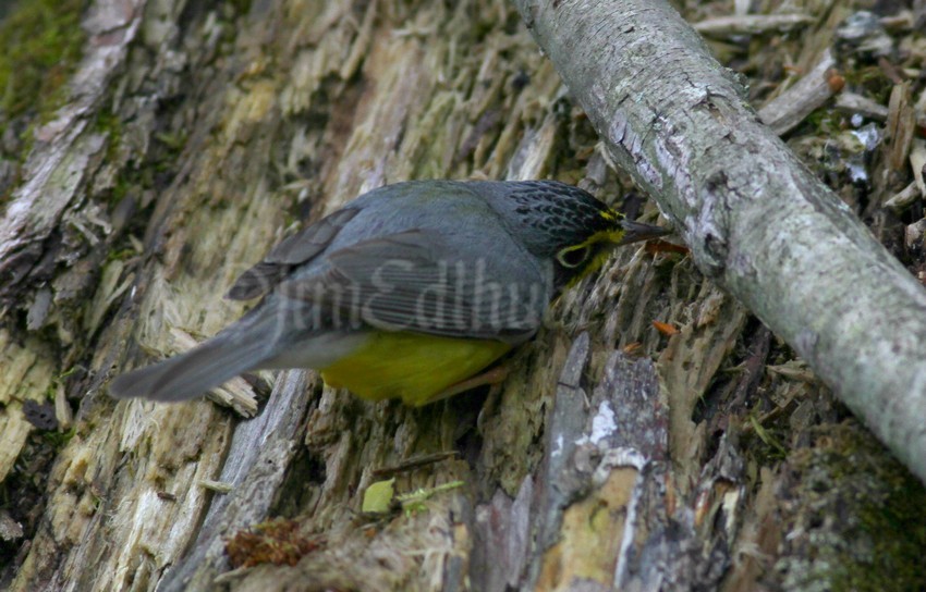 Canada Warbler, male, getting a bug