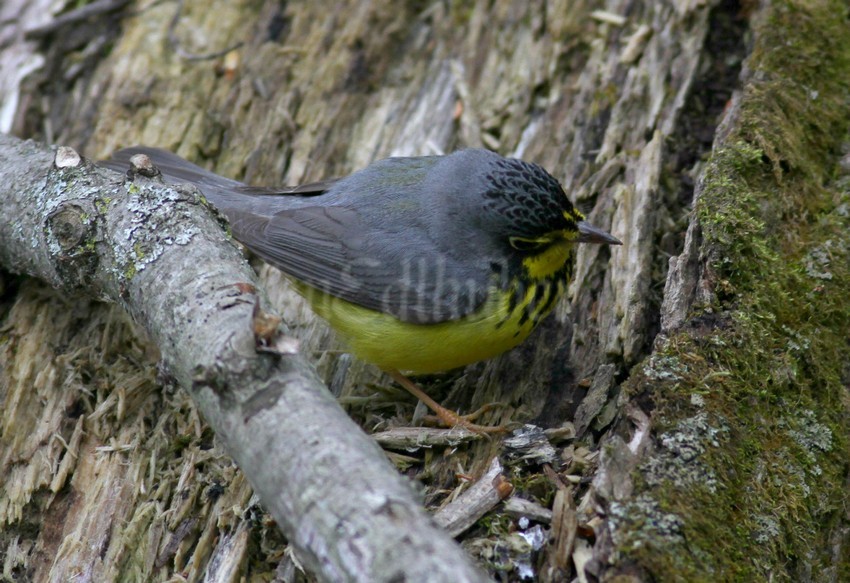 Canada Warbler, male