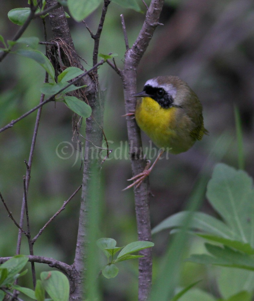 Common Yellowthroat, male