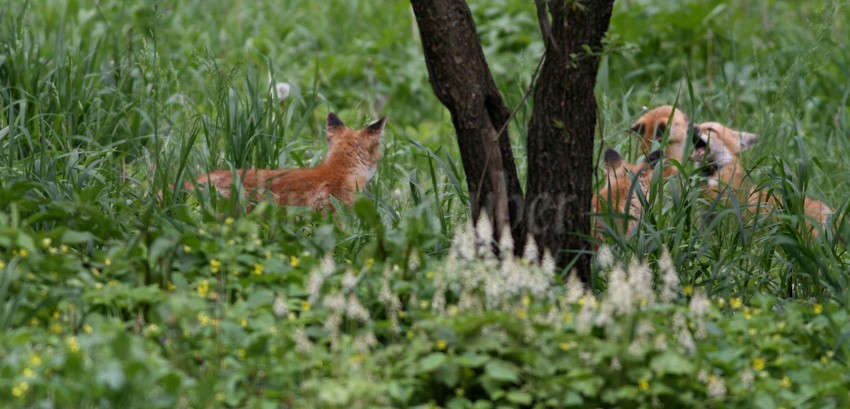 Playtime, images taken at 150 feet