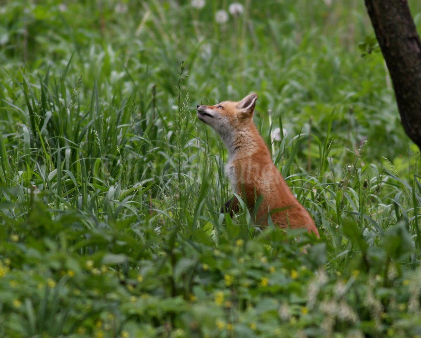 Jumping on the tall grass