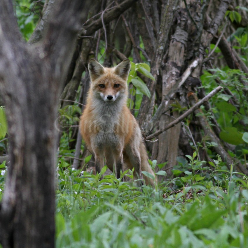 Female is always moving around the area looking for intruders while the kits are out running around and playing