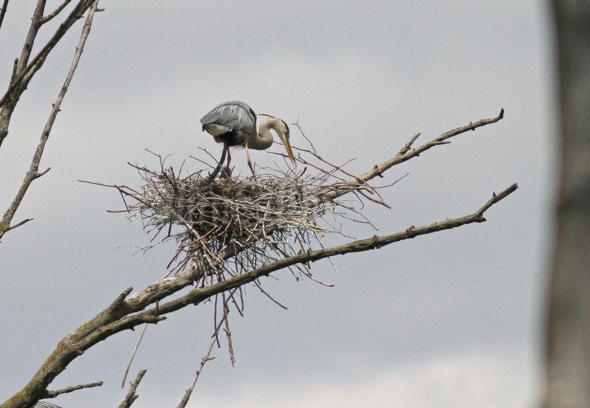 The nest has ongoing maintenance