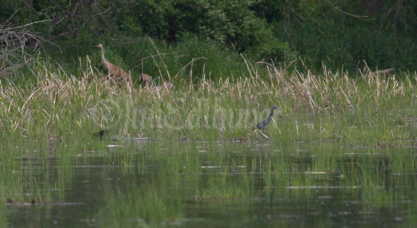 Looking for food but the Sandhill Cranes are watching too