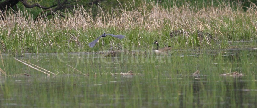 Looking for food, but here comes another Canada Goose!