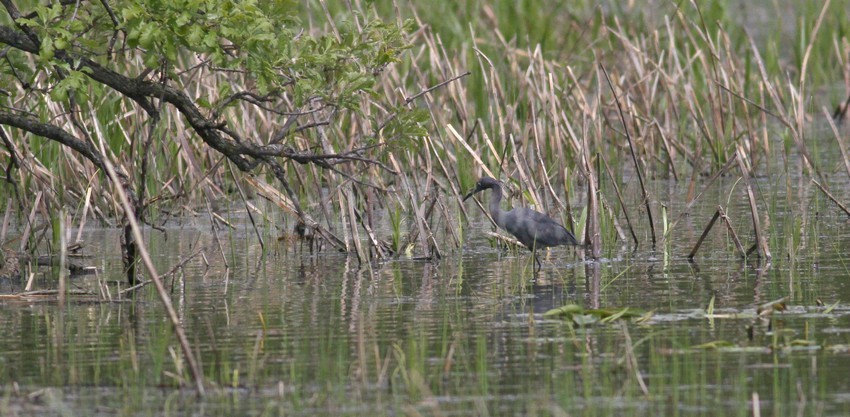 Little Blue Heron looking for food