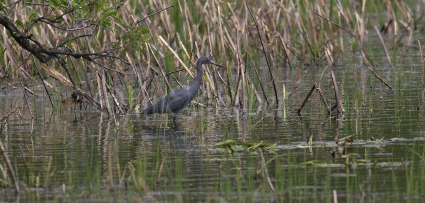 Little Blue Heron looking for food