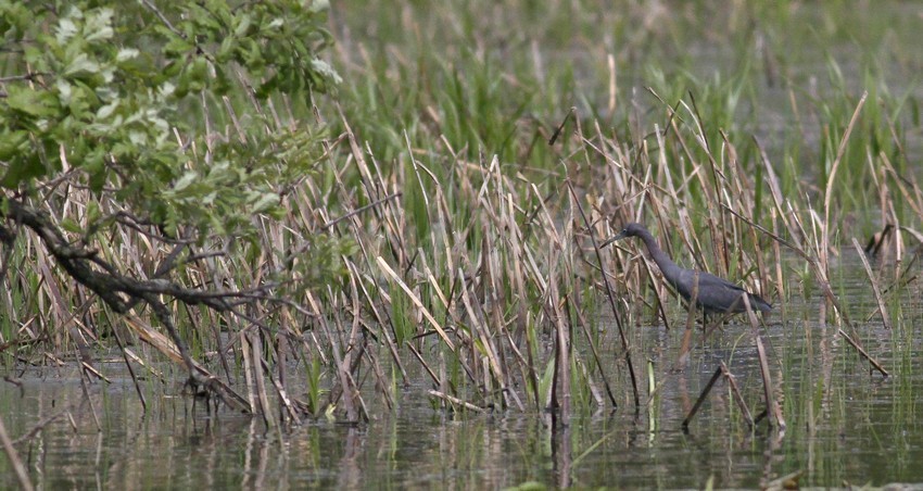 Little Blue Heron looking for food