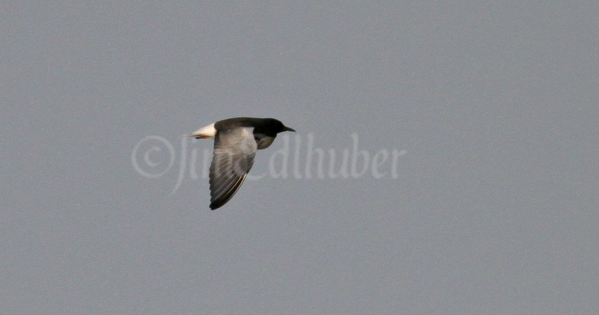 White-winged Tern