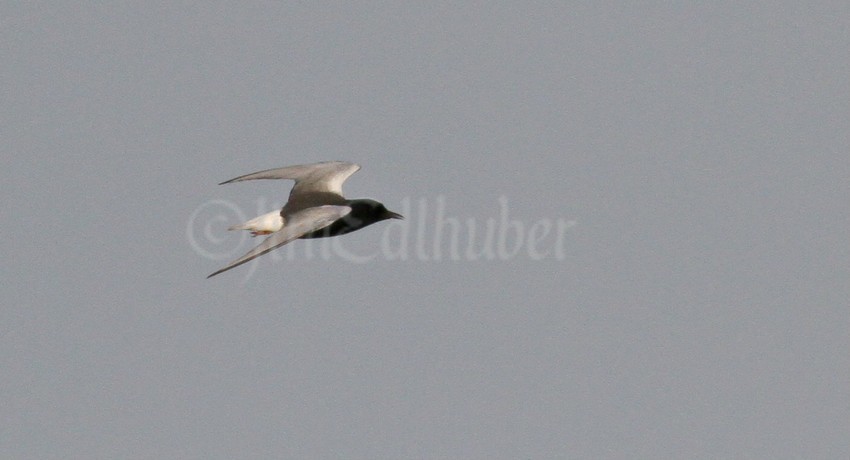 White-winged Tern