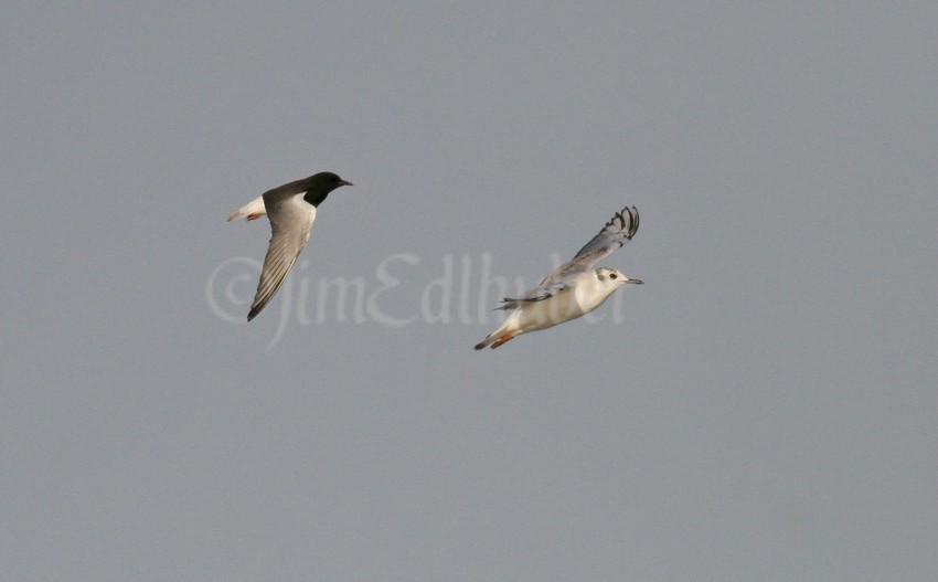White-winged Tern with a Bonaparte's Gull