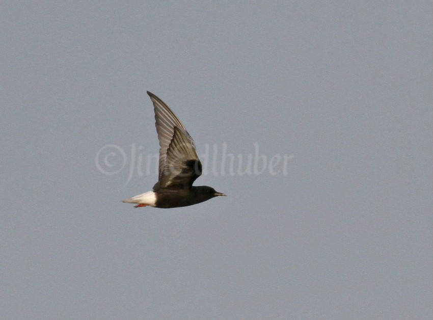 White-winged Tern