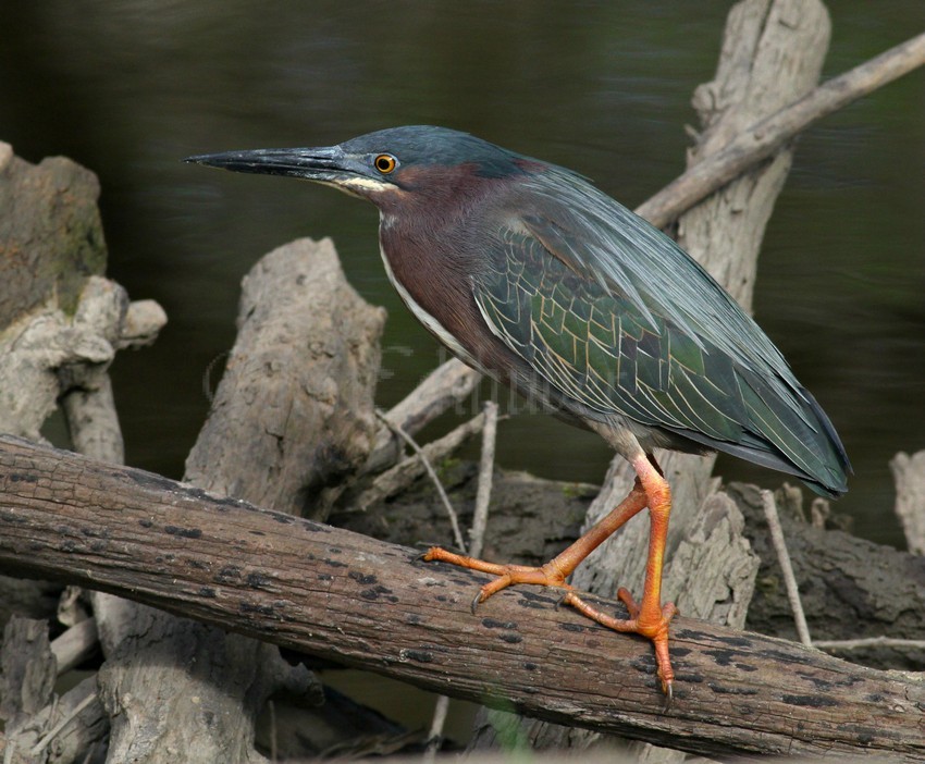 Green Heron