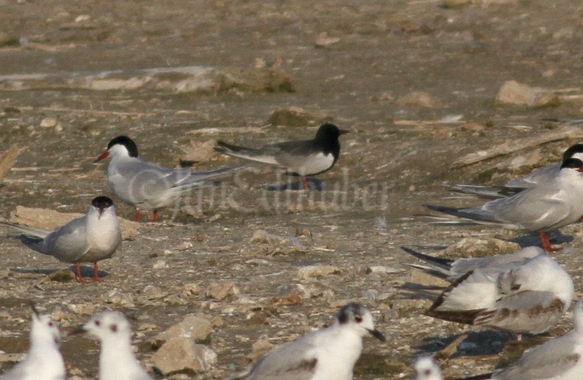 White-winged Tern on the shore