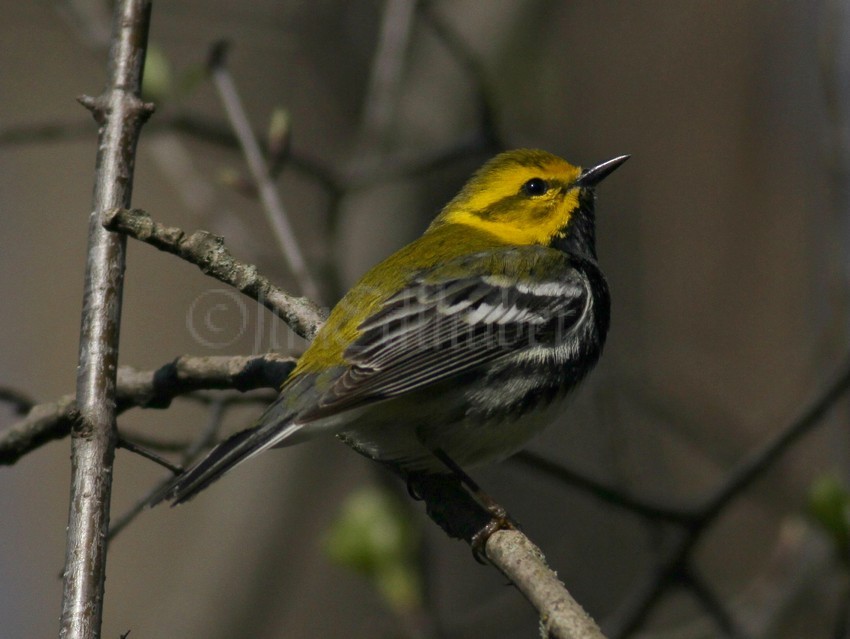 Black-throated Green Warbler