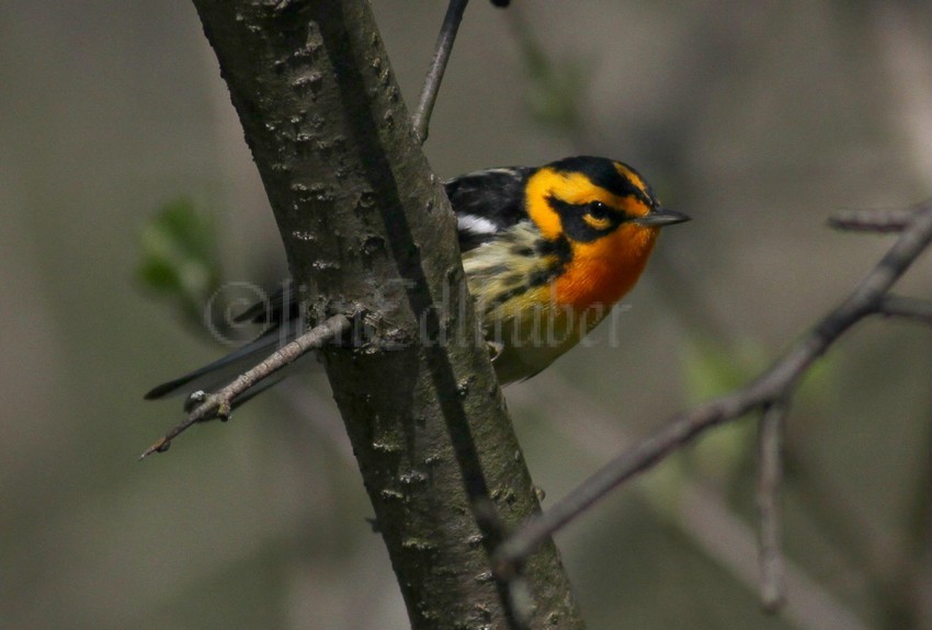 Blackburnian Warbler