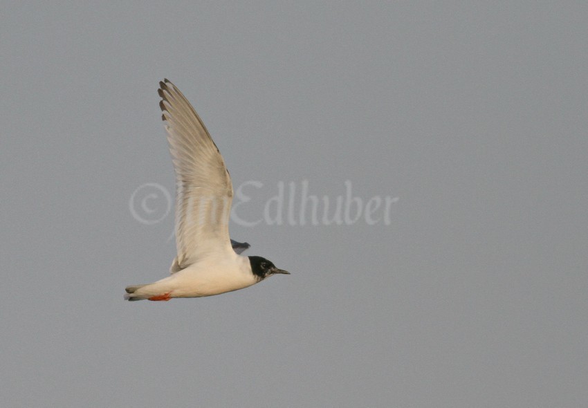 Little Gull