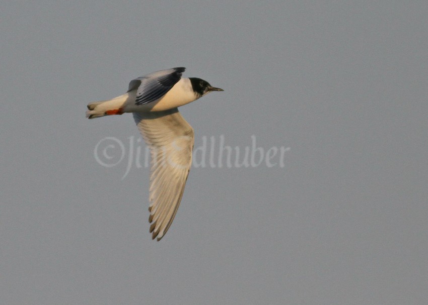 Little Gull