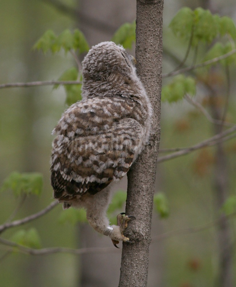 Climbing a tree