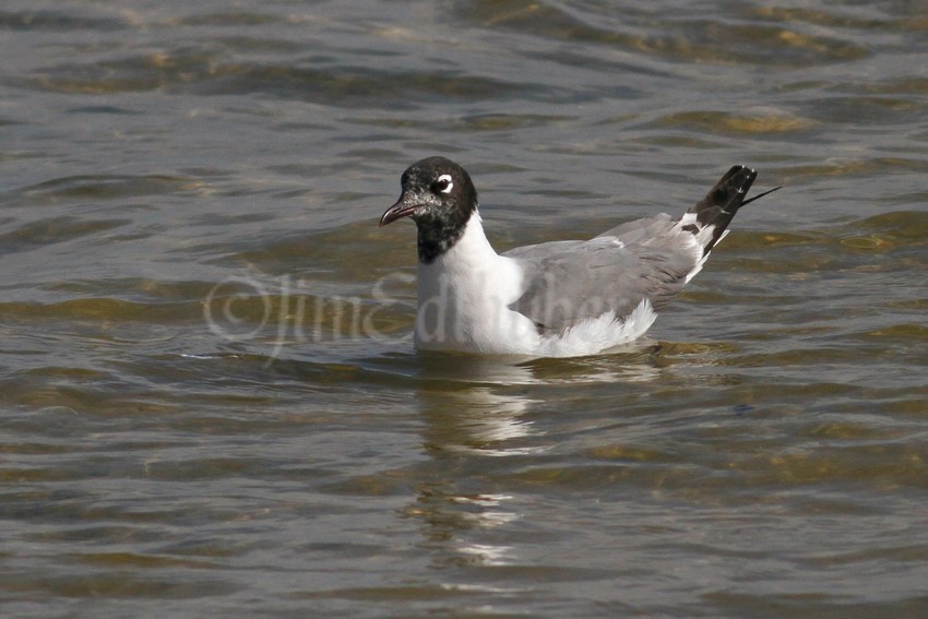 Franklin's Gull