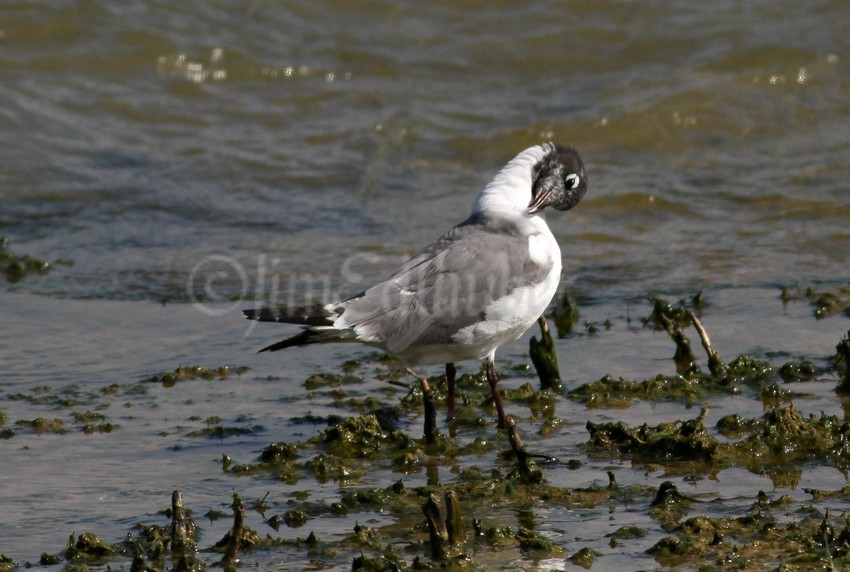 Franklin's Gull preening