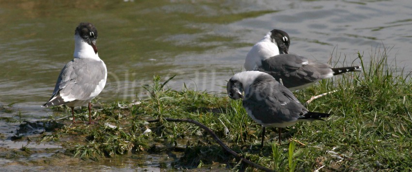 Franklin's Gulls, 3 preening