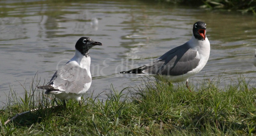 Franklin's Gulls