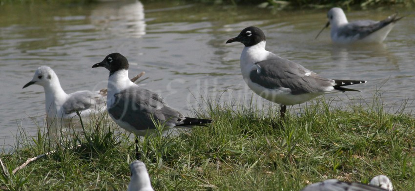 Franklin's Gulls