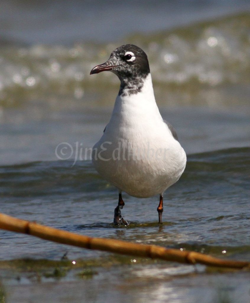 Franklin's Gull