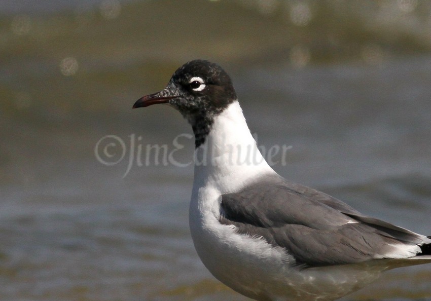 Franklin's Gull