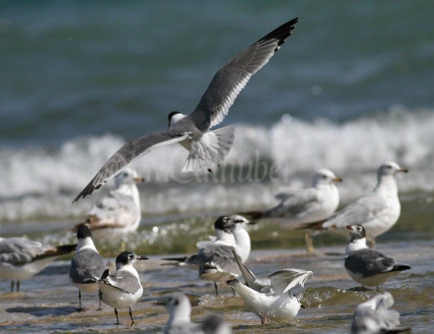 5 Franklin's Gulls