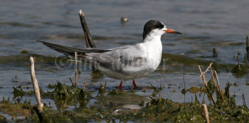 Common Tern