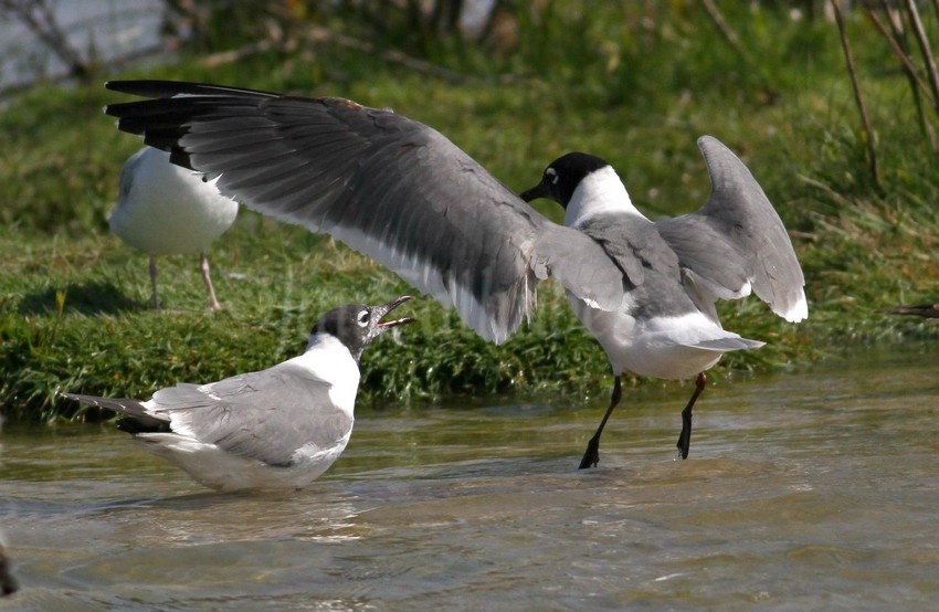 Franklin's Gulls