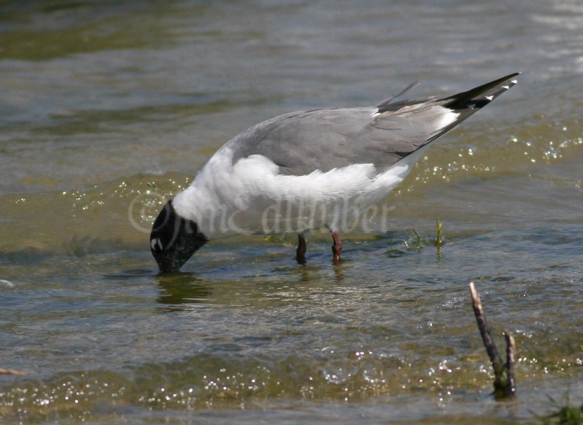 Franklin's Gull finding food