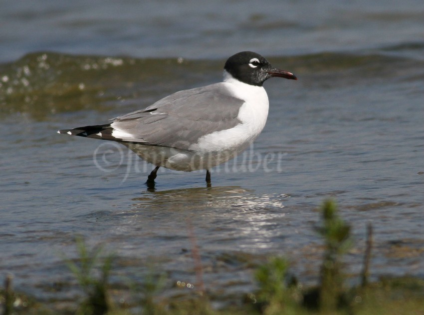 Franklin's Gull