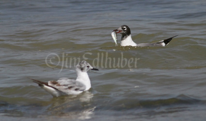 Franklin's Gull with fish and Bonaparte's Gull front