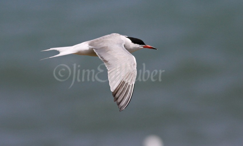 Common Tern