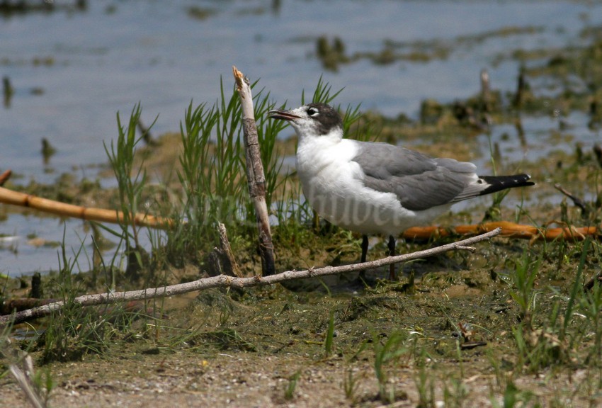 Franklin's Gull eating bugs off a stick