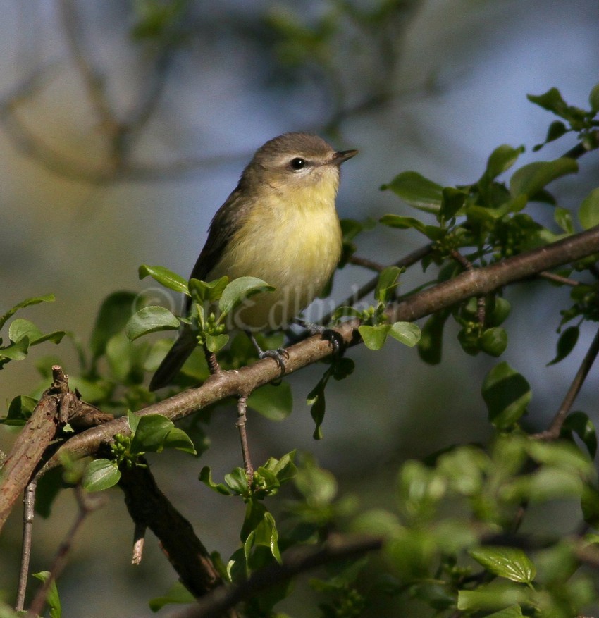 Philadelphia Vireo