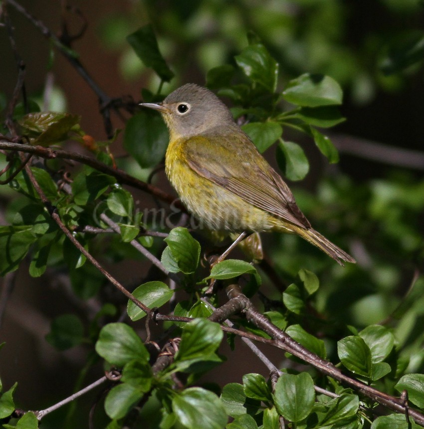 Nashville Warbler