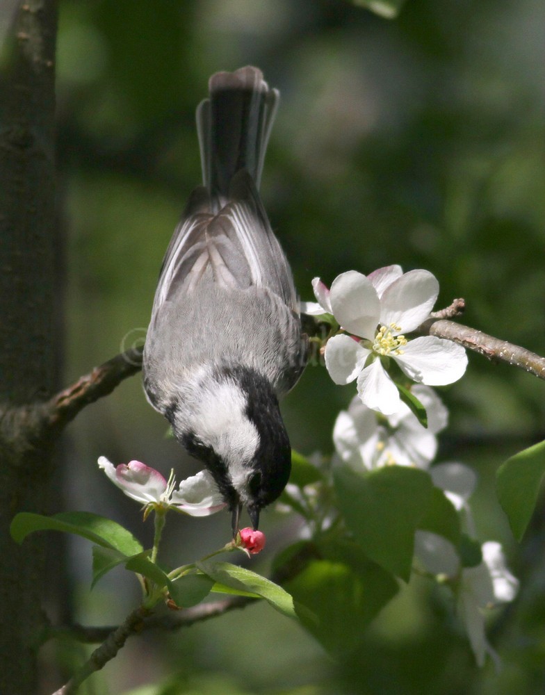 Black-capped Chickadee getting a bug out of a bloom